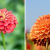 Difference Between Zinnia and Dahlia