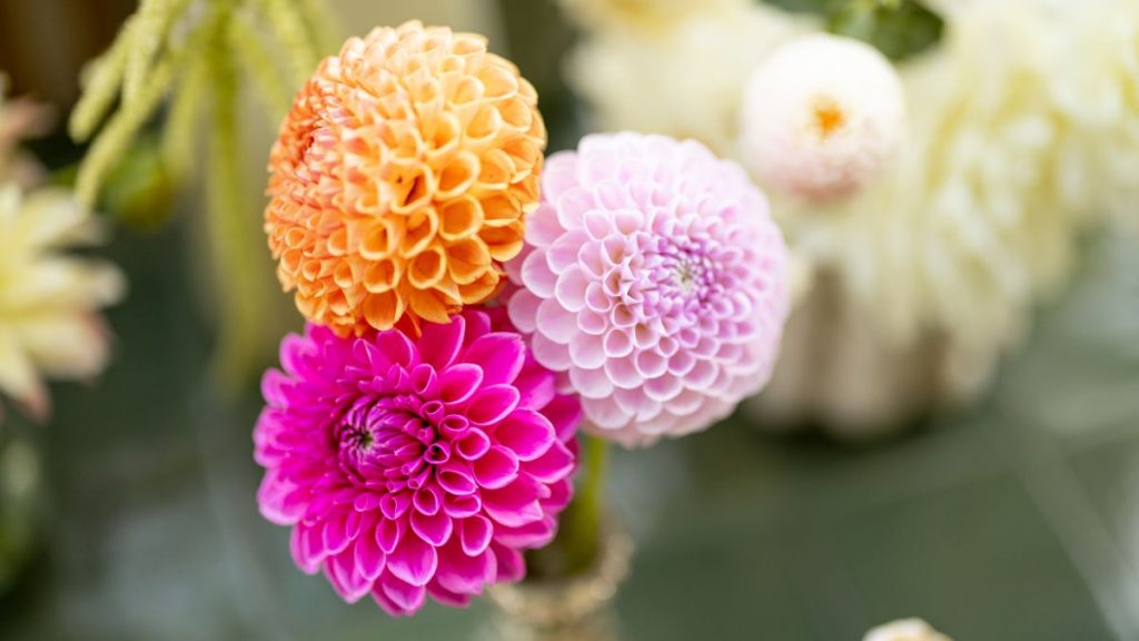 Selecting Dahlias for Vases