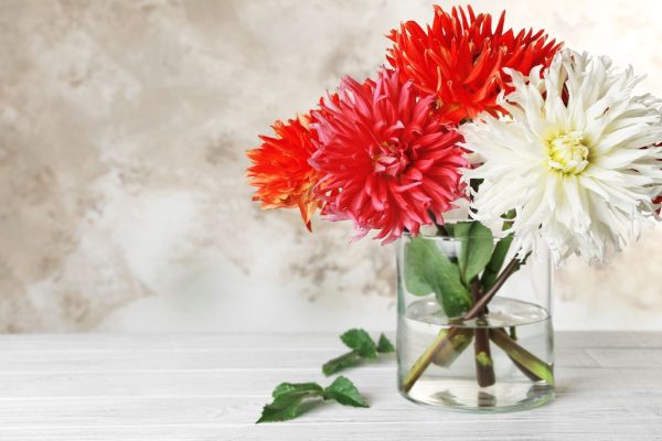 Tips to Make Dahlias Last Longer in a Vase