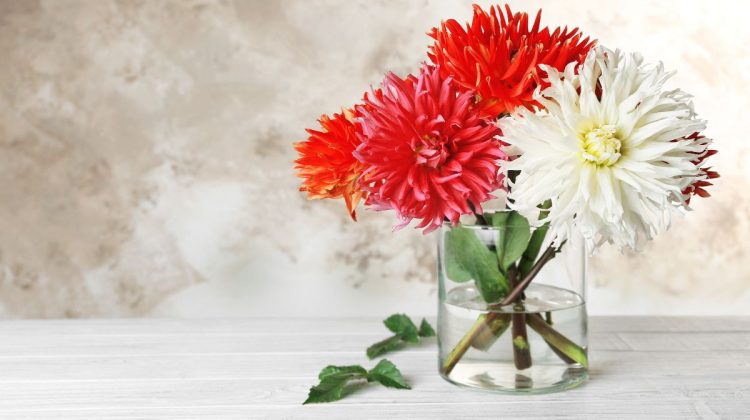 Tips to Make Dahlias Last Longer in a Vase