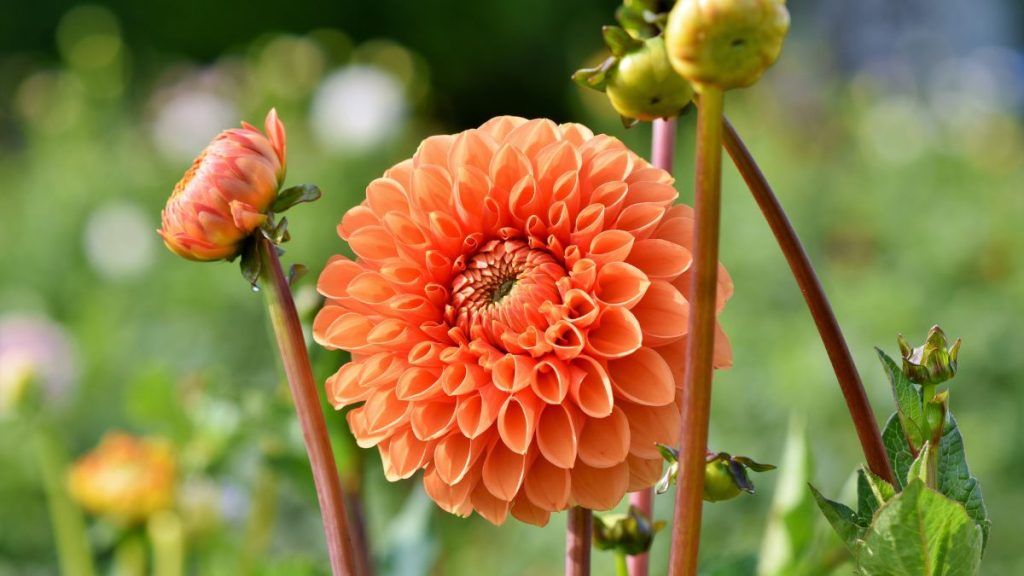 Dahlia Growing Conditions and Care