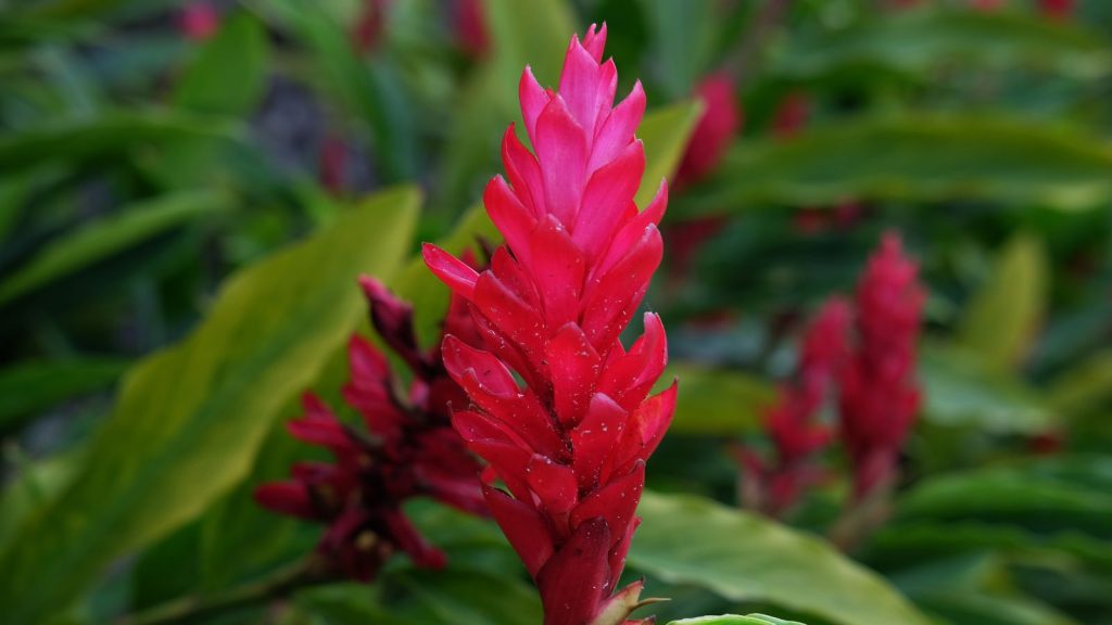 Alpinia purpurata Hawaii