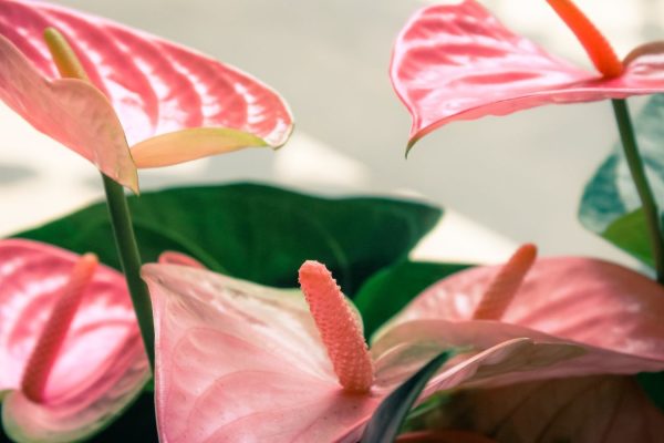 Benefits of Having Flamingo Lilies in Your Living Space