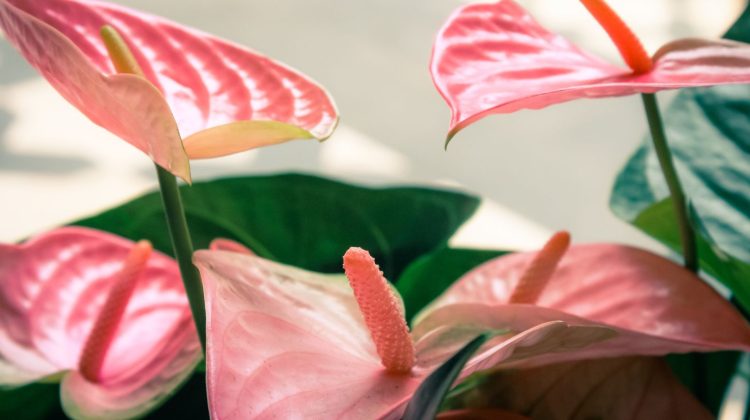 Benefits of Having Flamingo Lilies in Your Living Space