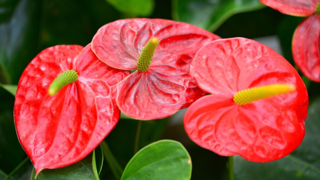 Boosting Indoor Air Quality with Flamingo Lilies