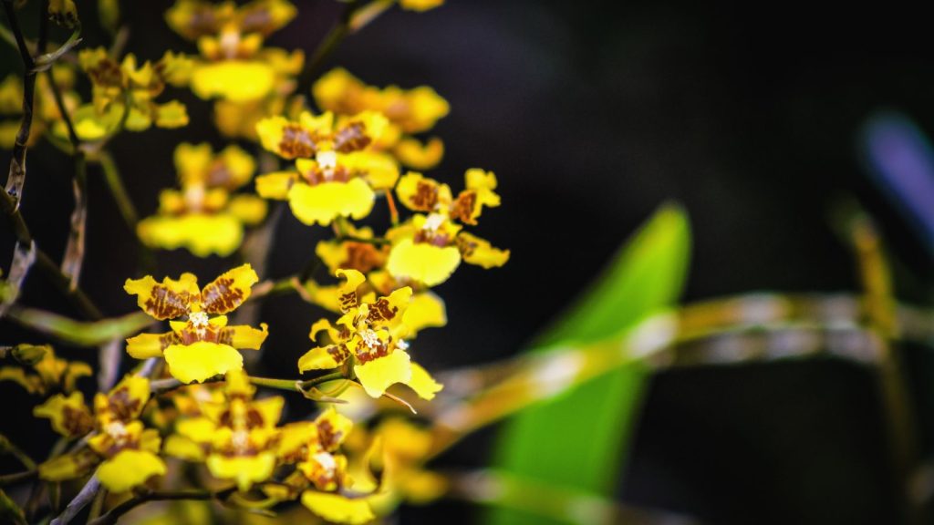 Cultivating Oncidium orchids in your home
