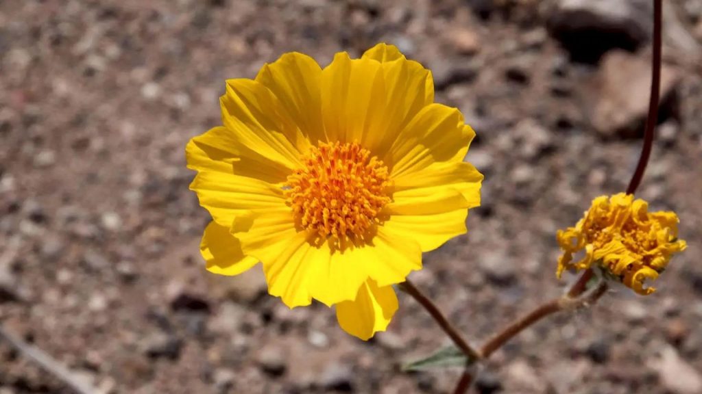 Geraea canescens desert sunflower