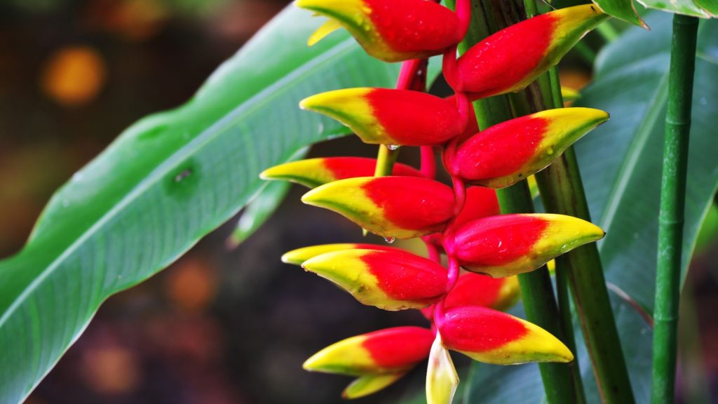 Heliconia Hawaiian flower