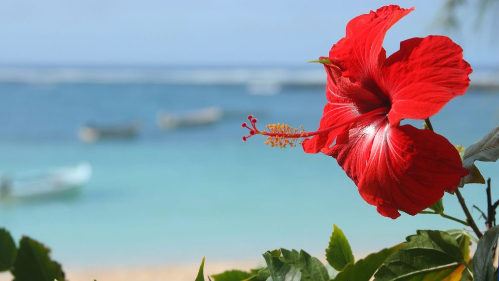 Hibiscus Hawaiian flower