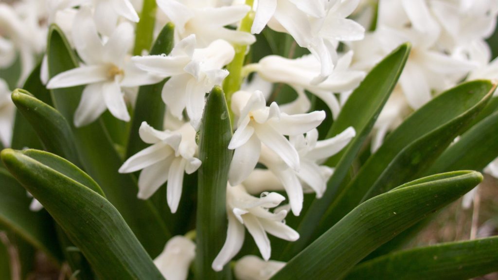 Hyacinth (Hyacinthus Orientalis)
