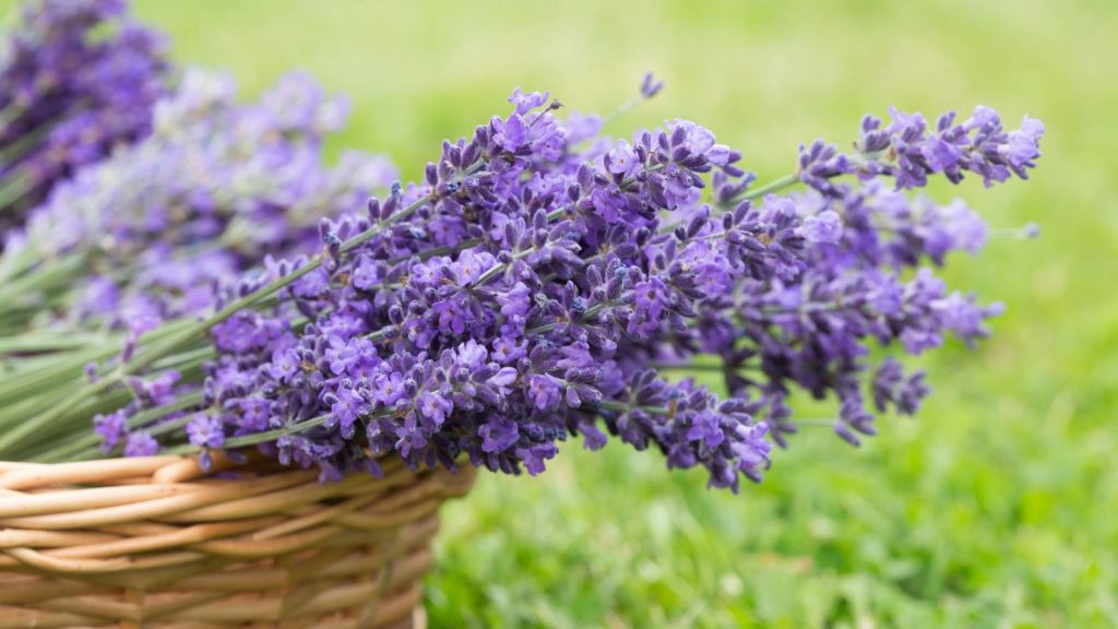 Lavender (Lavandula Spp.)