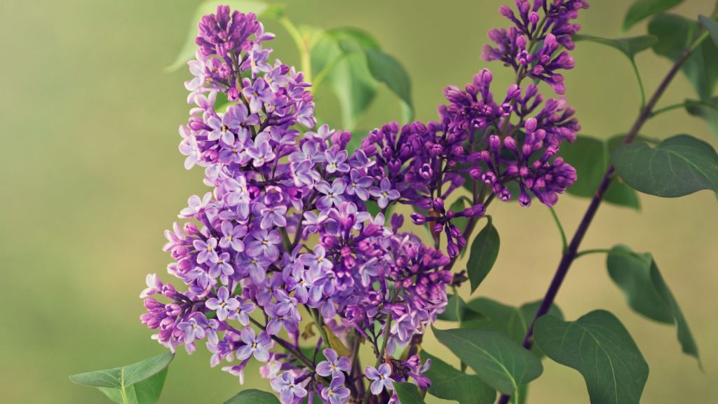 Lilac (Syringa Vulgaris)
