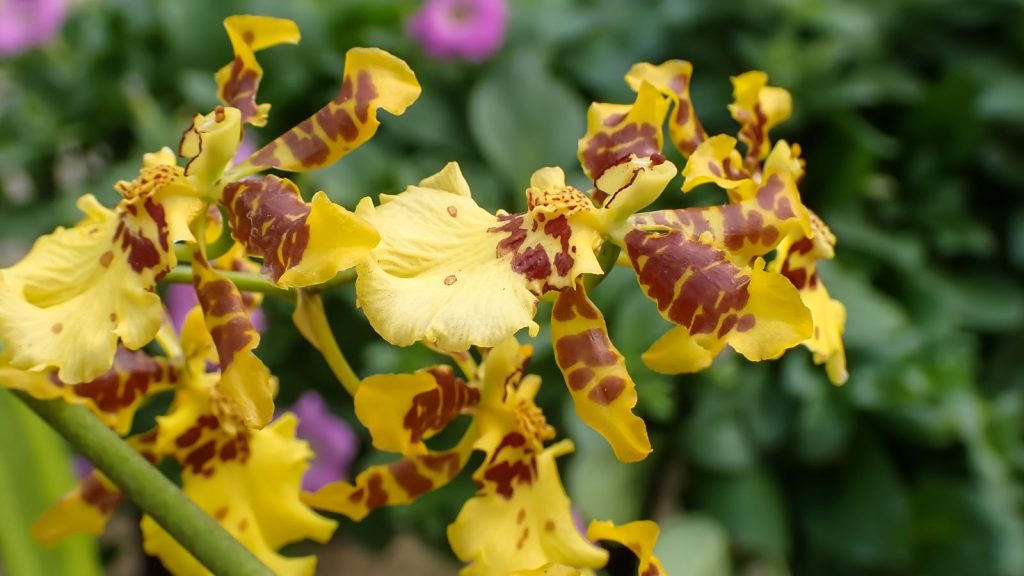 Repotting your Oncidium orchid