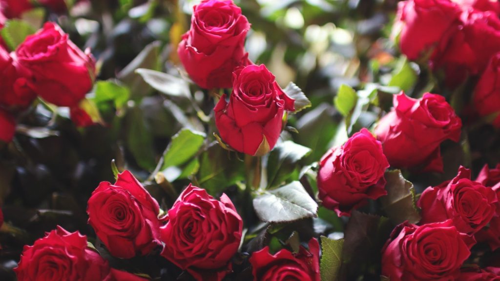 Roses (Rosa Spp.)