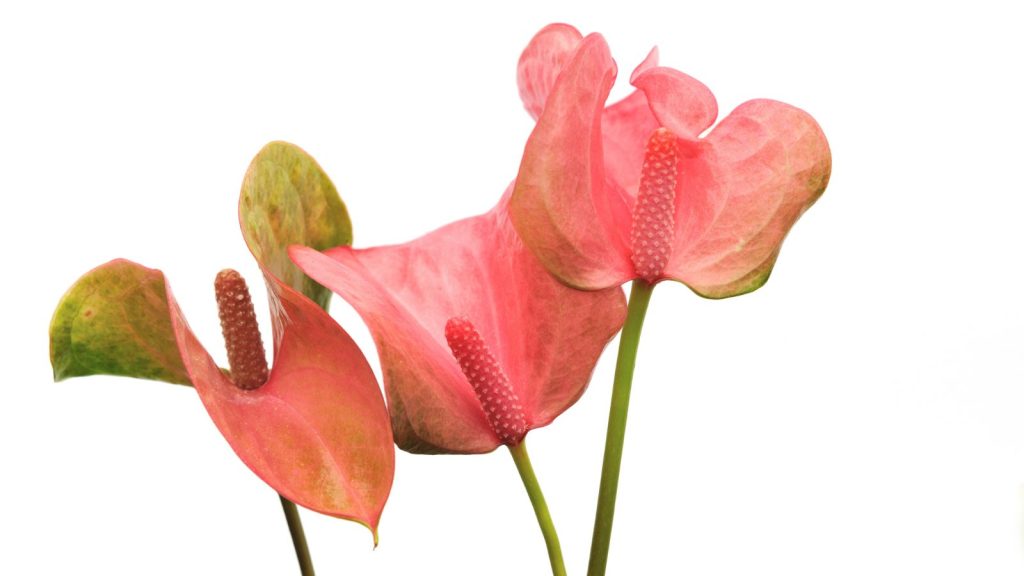The Aesthetic Charm of Flamingo Lilies