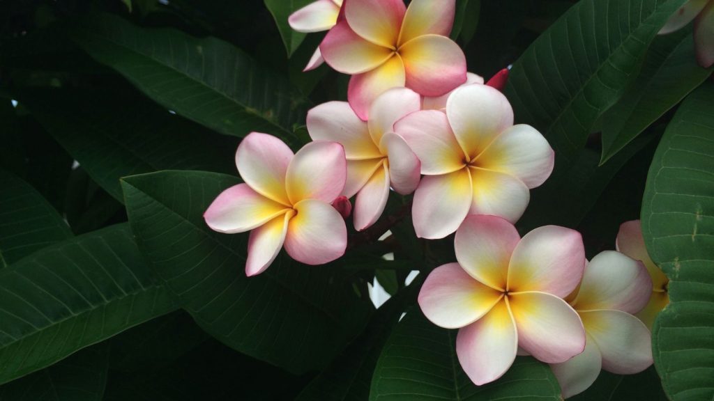 To grow frangipani successfully at home