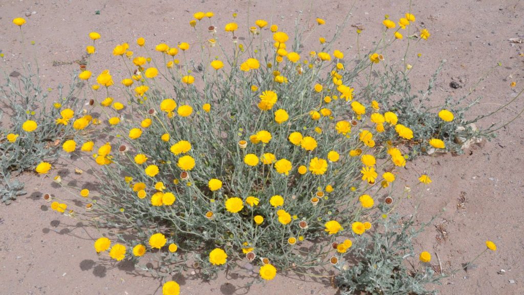 baileya multiradiata desert marigold