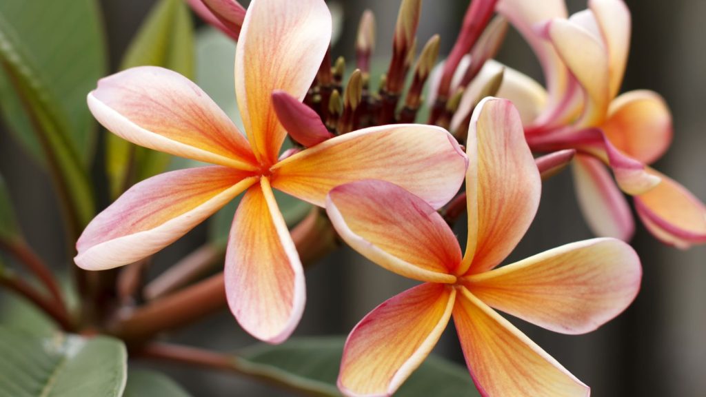 beauty of your frangipani
