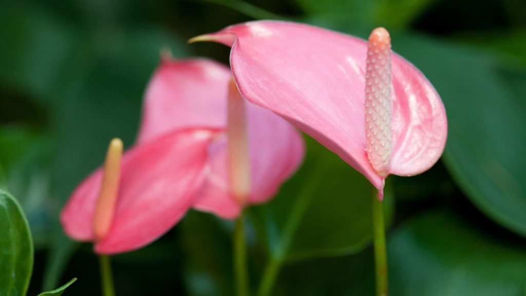 ensure your Flamingo Lily flourishes