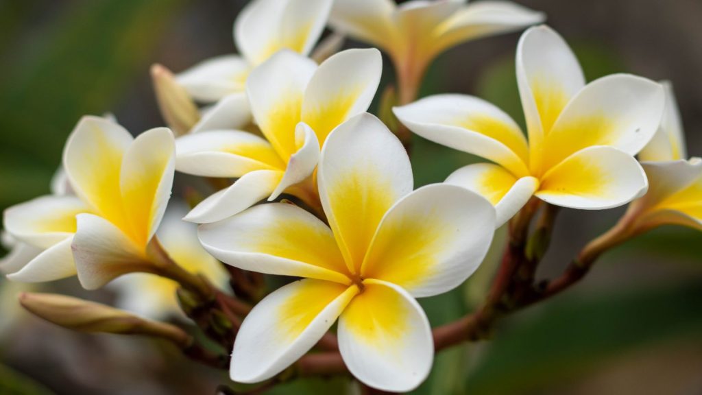 ensure your frangipani flowers are vibrant and healthy