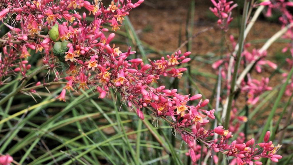 hesperaloe parviflora red yucca