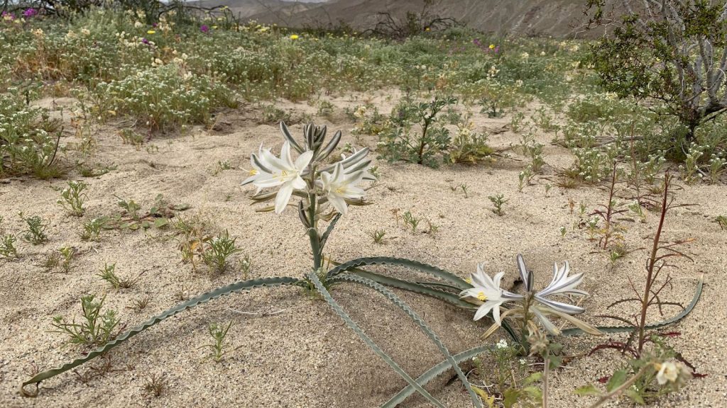 hesperocallis undulata desert lily