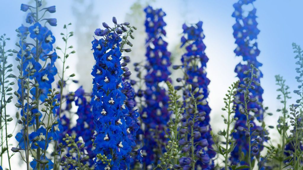 Delphiniums thrive with proper seasonal care