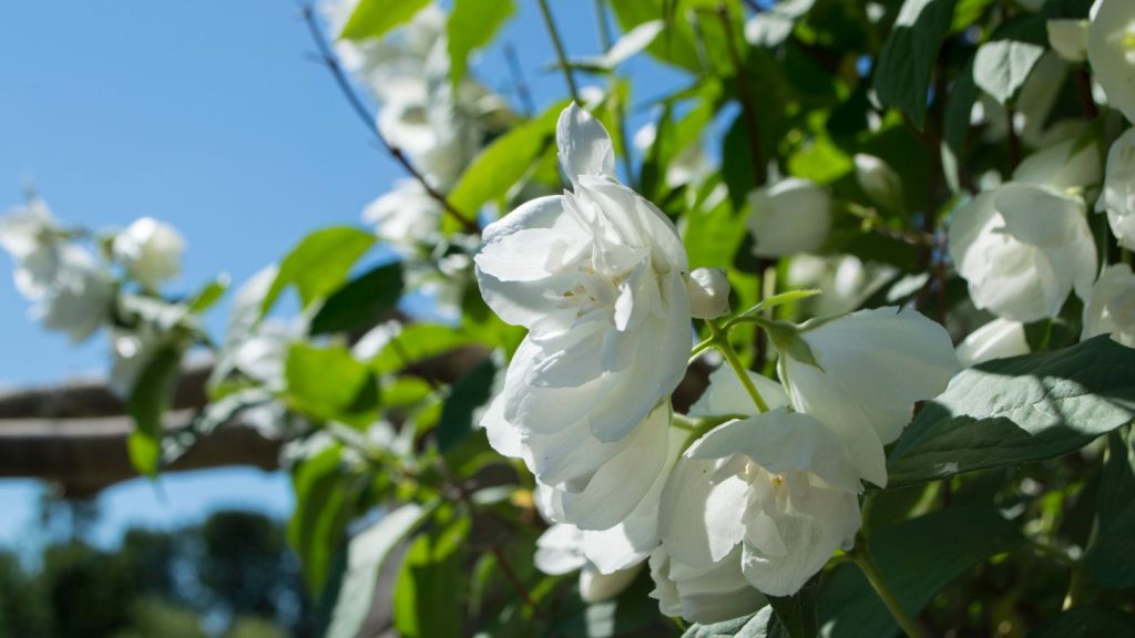 Essential Care Tips for a Flourishing Jasmine Plant