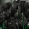 Secret Meanings of Black Flowers