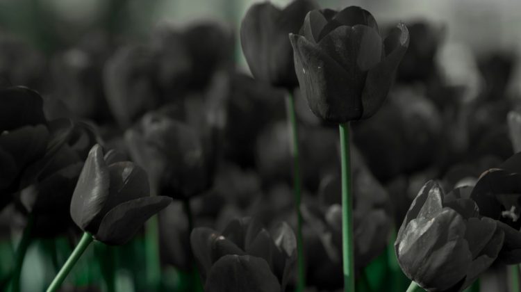 Secret Meanings of Black Flowers