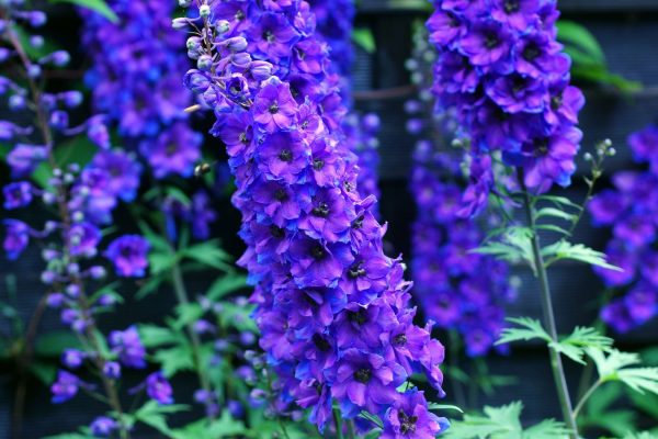 Step-by-Step Guide to Growing Delphiniums