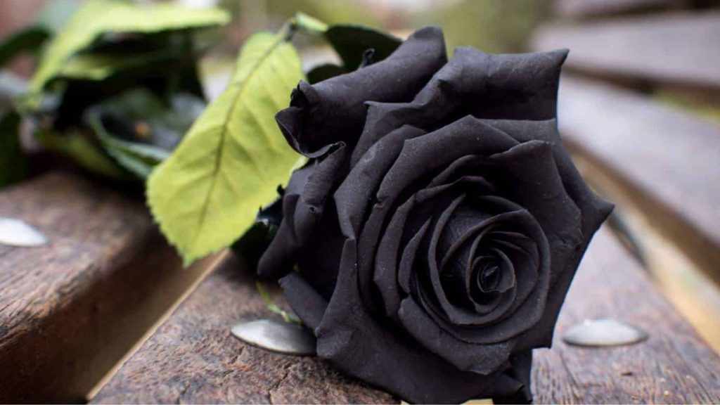 black roses meaning