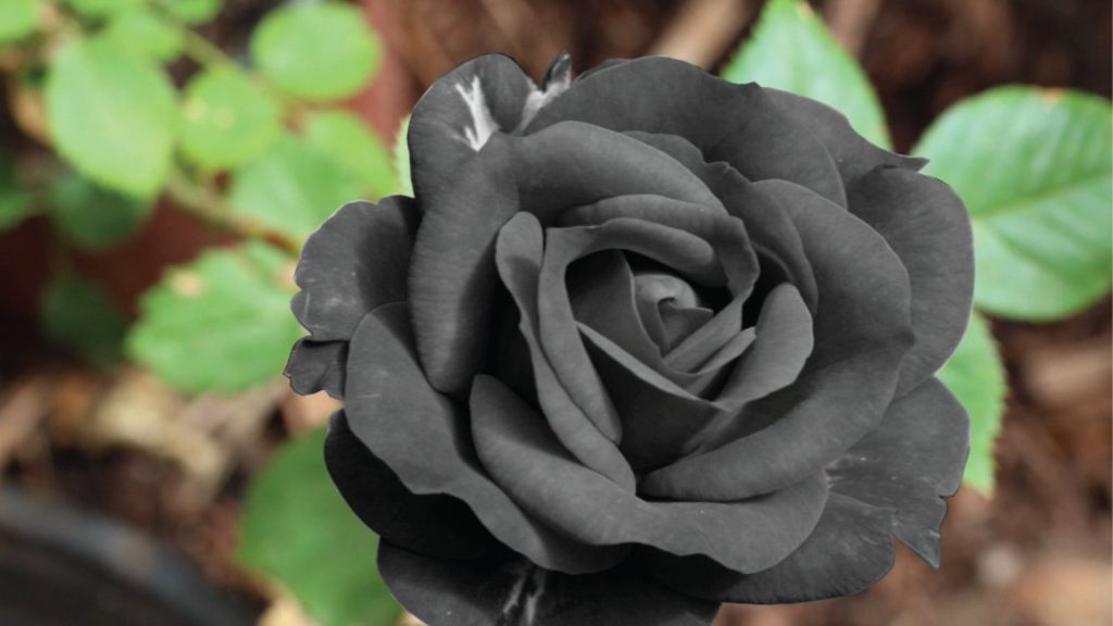 natural black roses halfeti turkey