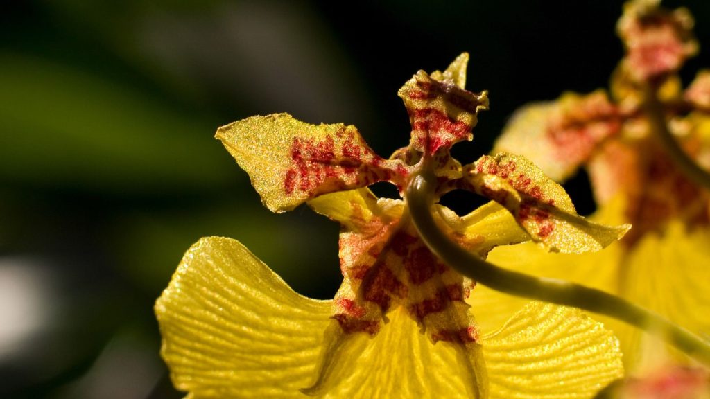 nurturing your Oncidium orchids