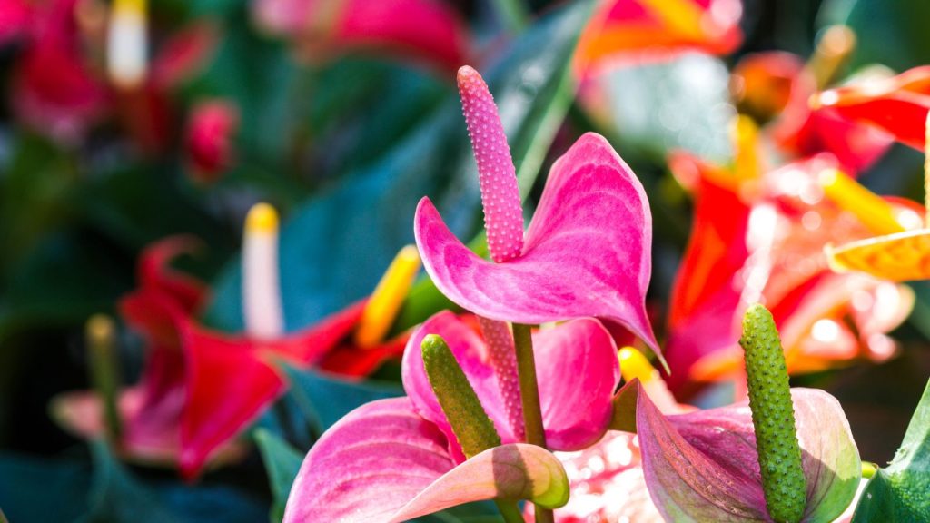 stunning blooms characteristic of your Flamingo Lily