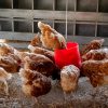 Integrating Chickens into Backyard Gardening