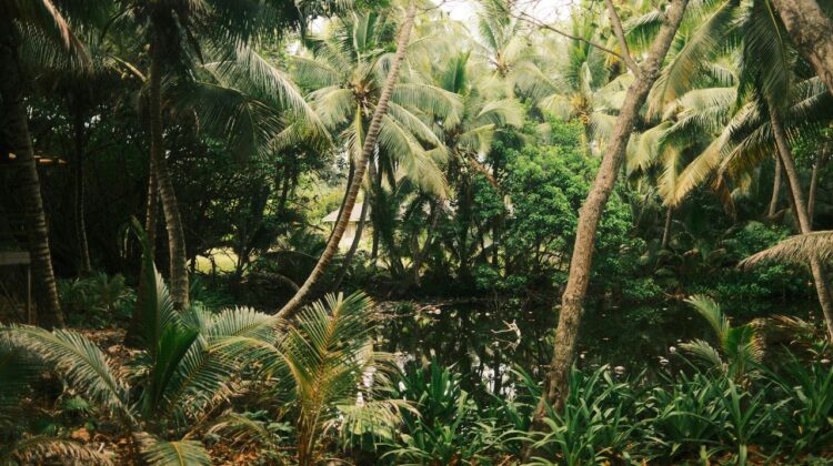 Backyard Tropical Oasis Ideas to Transform Your Outdoor Space