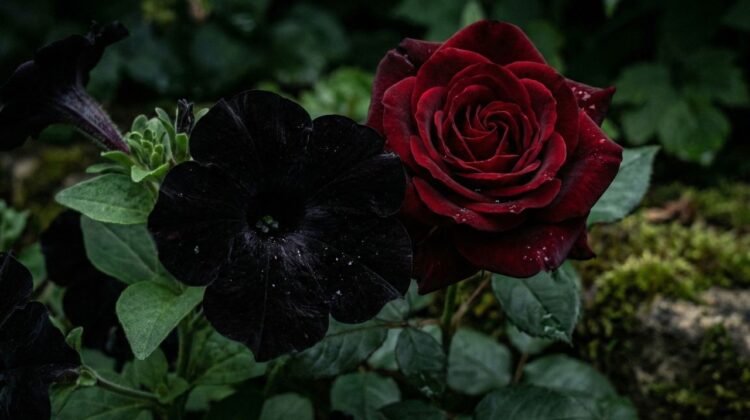 Black Flowers