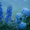 Blue Flowers