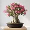 Desert Rose Flower Meaning