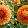 Flowers That Look Like Dahlias