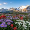 Mountain Flowers