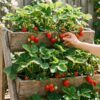 Strawberry Planter Ideas