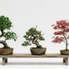 Types of Bonsai Trees