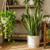 Unkillable Houseplants for Beginners