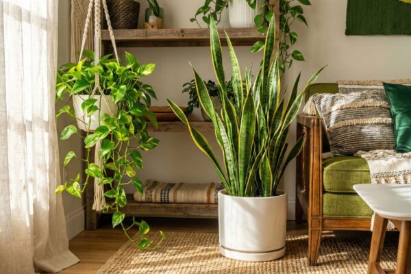 Unkillable Houseplants for Beginners